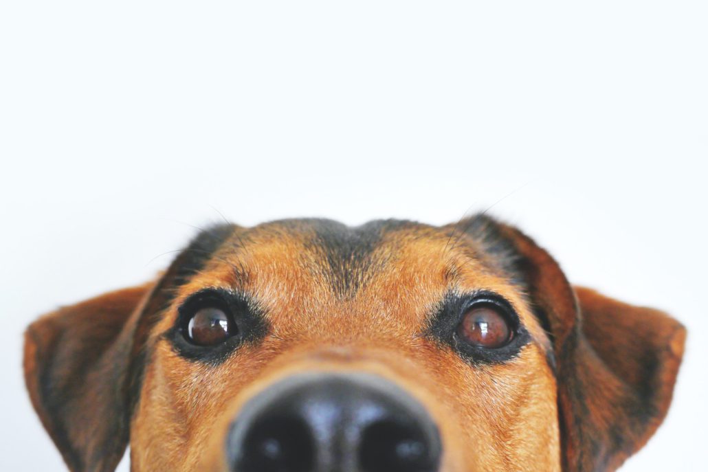 Problemas de ojos en perros