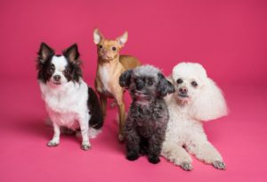 Las razas pequeñas, perros ideales para hacer compañía