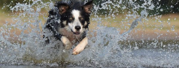 border-collie-667488_1280