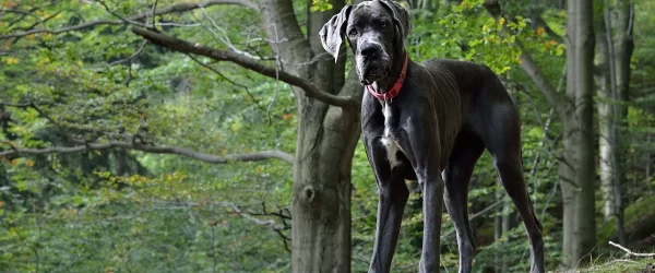 great-dane-2793816_1280