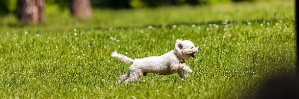 cute small bichon running in the park, notice shallow depth of field
