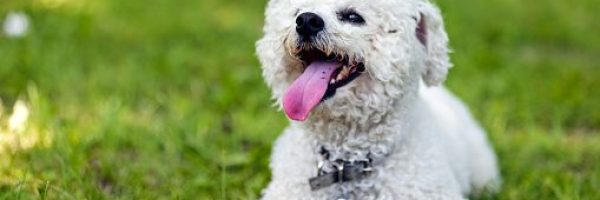 cute small bichon laying in grass in the park, notice: shallow depth of field