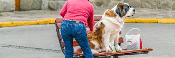 BARILOCHE, ARGENTINA, APRIL - 2017 - Mature woman combing san bernard dog a square in bariloche city, Argentina