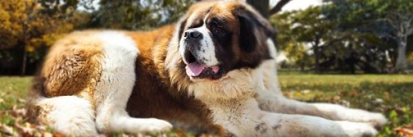 St. Bernard Dog In The Nature Laying On The Ground