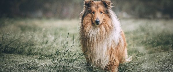 rough-collie-5631188_1280