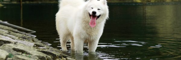 samoyed-2765557_1920