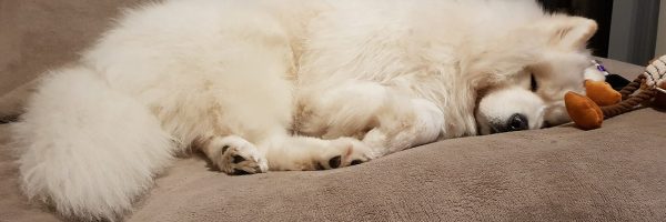 samoyed-3998156_1280