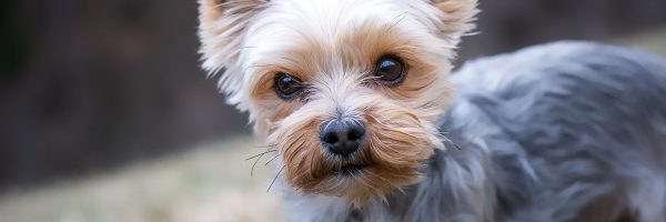 yorkshire-terrier-4783327_1920